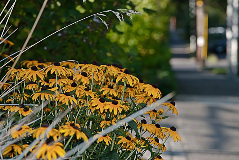 2 Quote A Flower Daily - Brown Eyed Susans