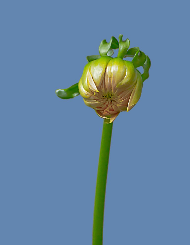 2 Quote A Flower Daily - Dahlia Bud 03