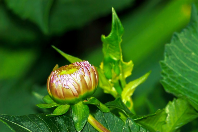 2 Quote A Flower Daily - Dahlia Bud