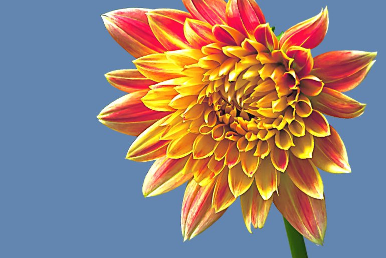 2 Quote A Flower Daily - Dahlia Closeup