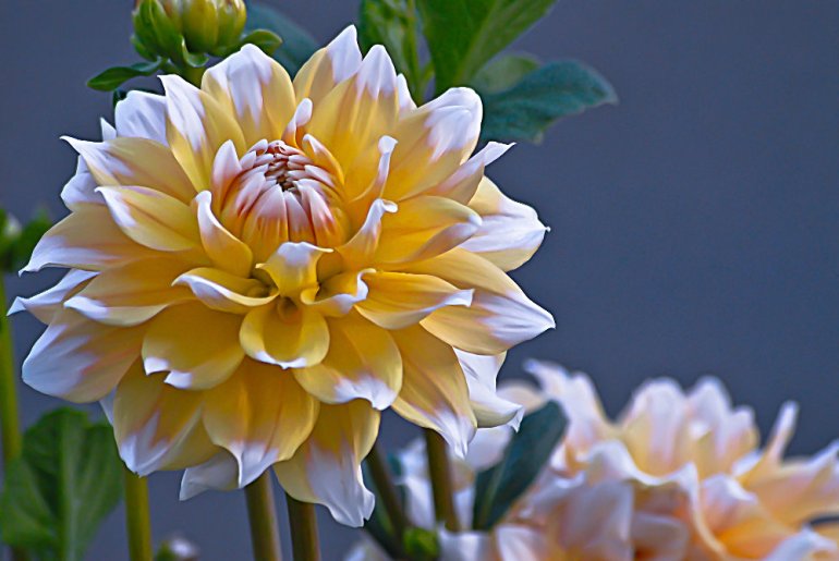 2 Quote A Flower Daily - Dahlia Highlights