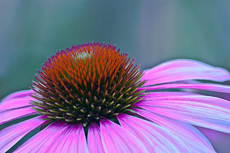 2 Quote A Flower Daily - Echinacea Closeup