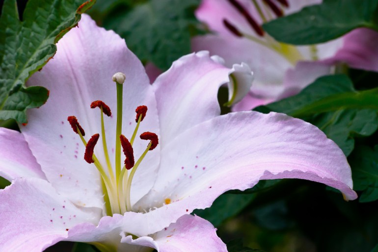 2 Quote A Flower Daily - Lily