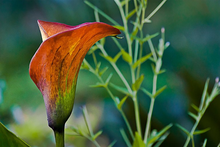 2 Quote A Flower Daily - Orange Calla Lily
