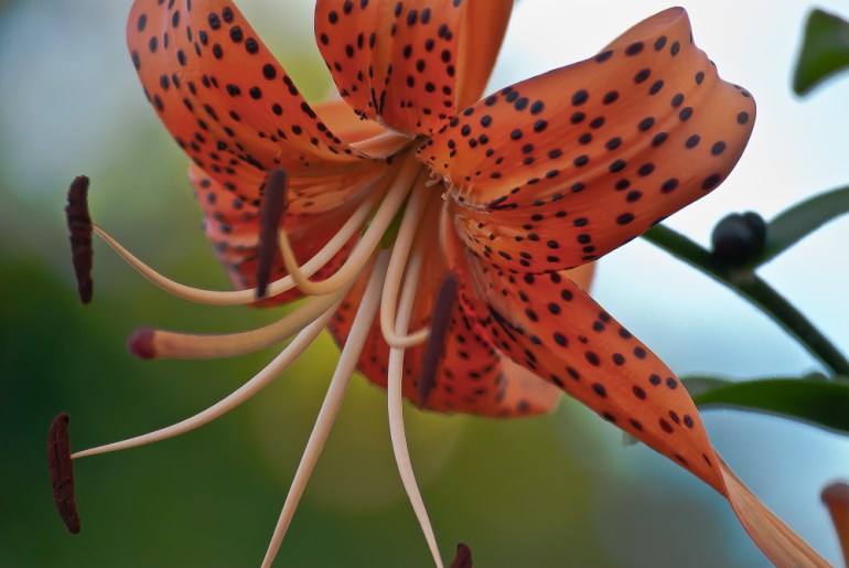 2 Quote A Flower Daily - Orange Tiger Lily