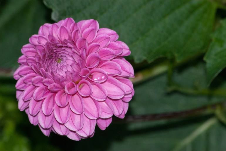 2 Quote A Flower Daily - Pink Dahlia Pom