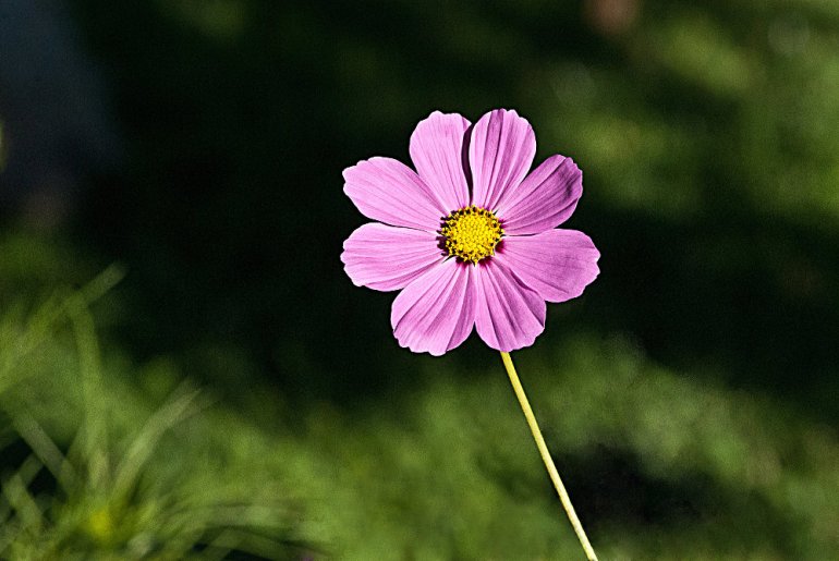 2 Quote A Flower Daily - Pink Petals-1