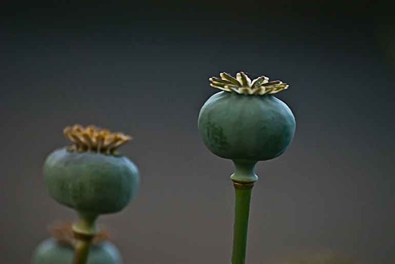 2 Quote A Flower Daily - Poppy Pod