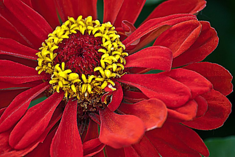 2 Quote A Flower Daily - Red Zinnia 04