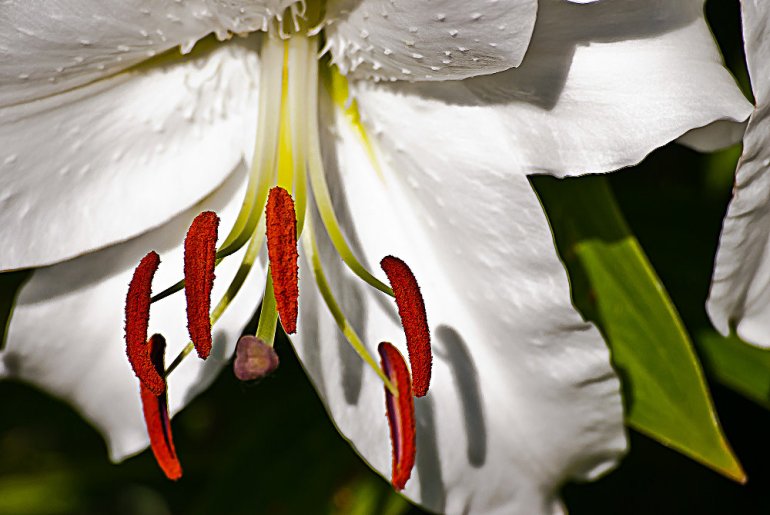 2 Quote A Flower Daily - Stamens and Pistil 02