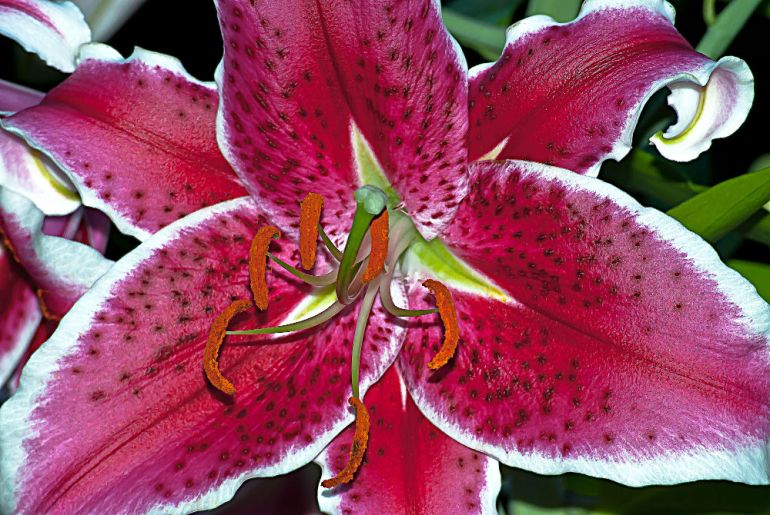 2 Quote A Flower Daily - Stargazer Lily 02