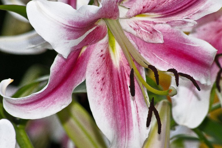 2 Quote A Flower Daily - Trumpet Lily