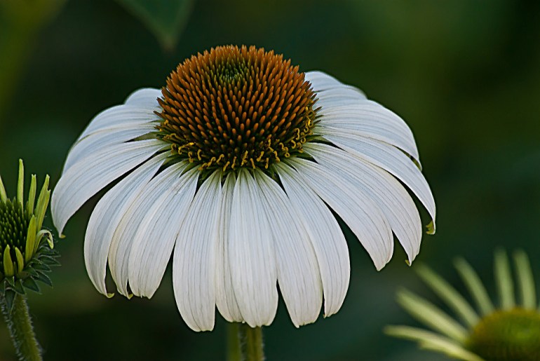 2 Quote A Flower Daily - White Echinacea 04
