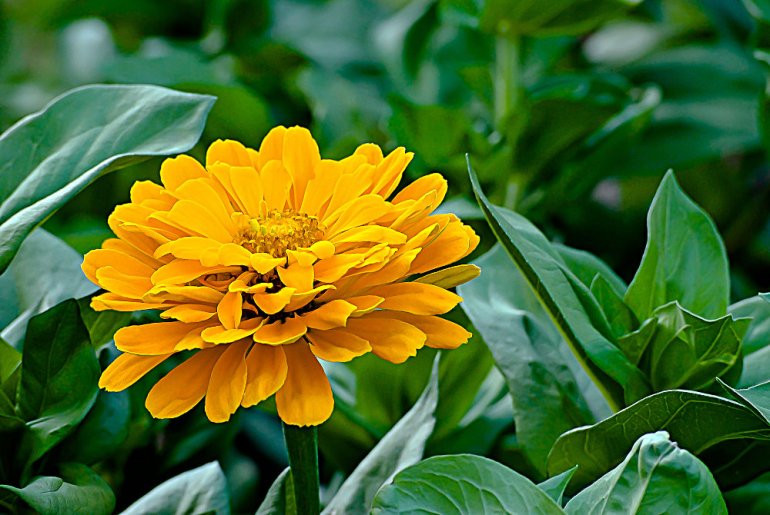 2 Quote A Flower Daily - Yellow Zinnia