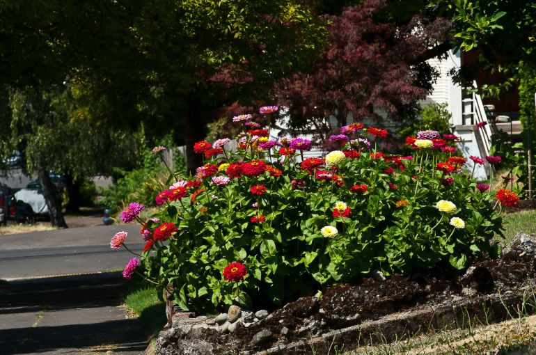 2 Quote A Flower Daily - Zinnia Bed