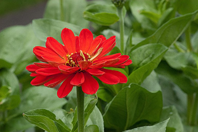 2 Quote A Flower Daily - Zinnia