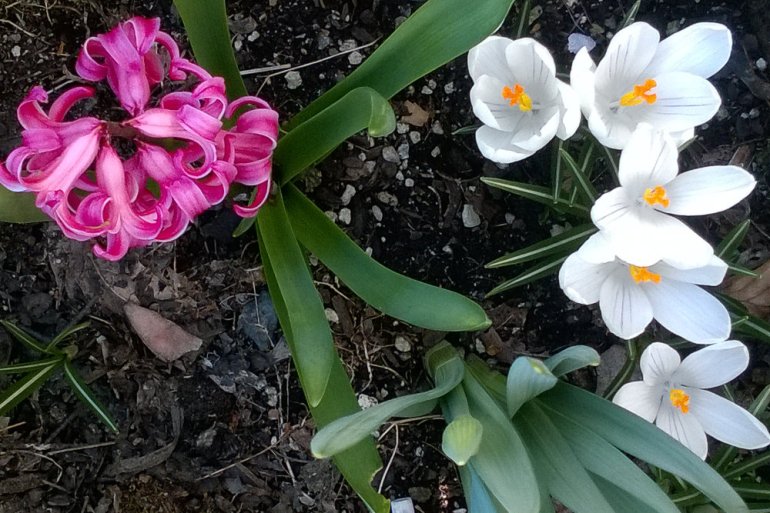 2 Quote A Flower Daily - 5 White Crocus