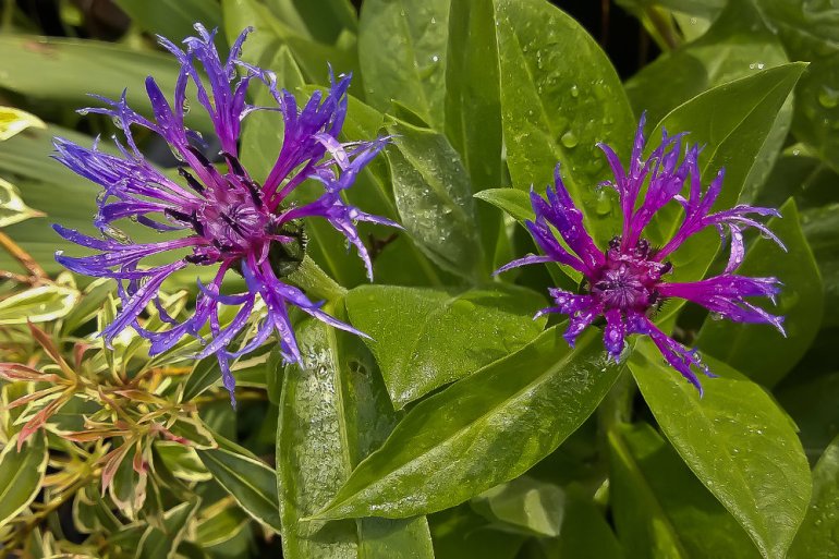 2 Quote A Flower Daily - Above Bachelor Button