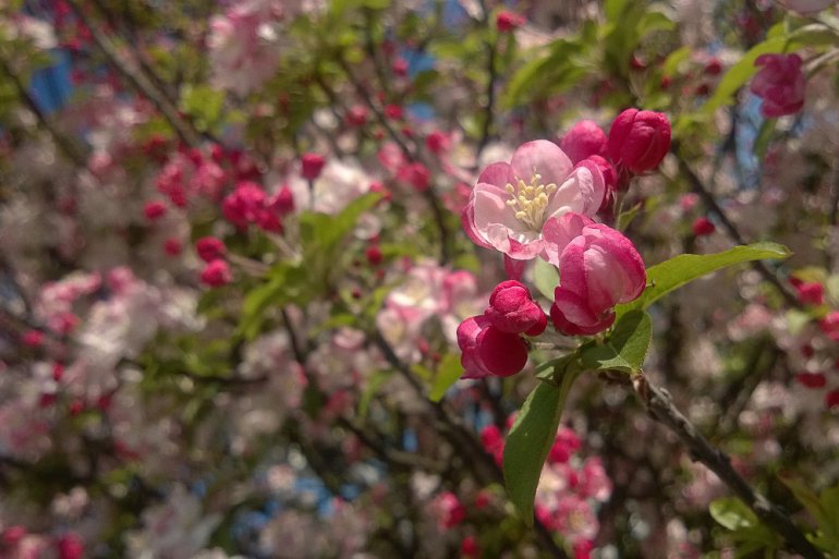 2 Quote A Flower Daily - Blossoming Fruit 05