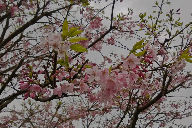 2 Quote A Flower Daily - Blossoming Tree