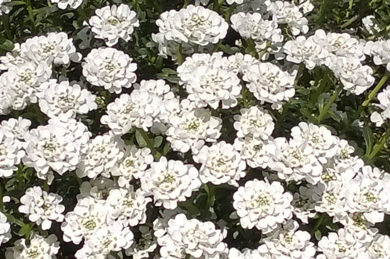 2 Quote A Flower Daily - Candytuft