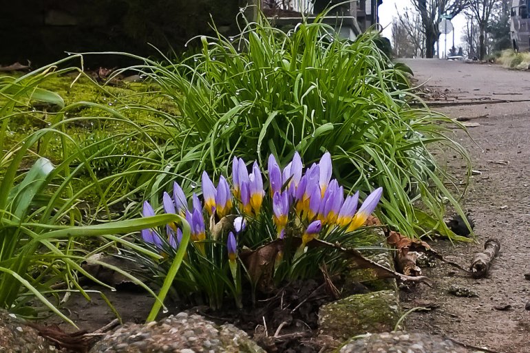 2 Quote A Flower Daily - Crocus Bunch