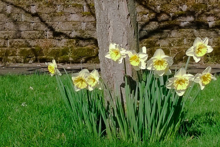 2 Quote A Flower Daily - Daffodil Tree