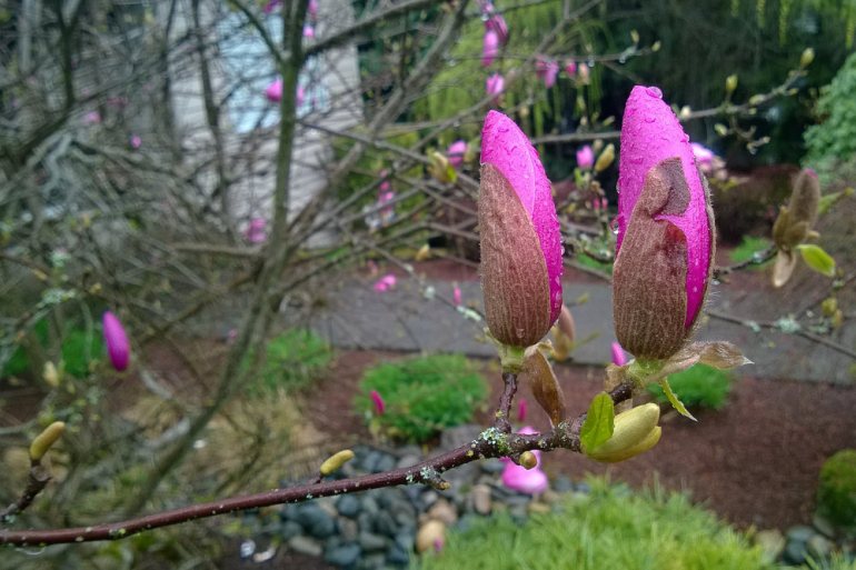 2 Quote A Flower Daily - Magnolia Liliflora