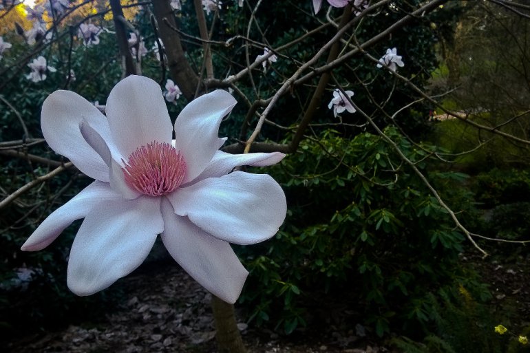 2 Quote A Flower Daily - Magnolia Robusta 01