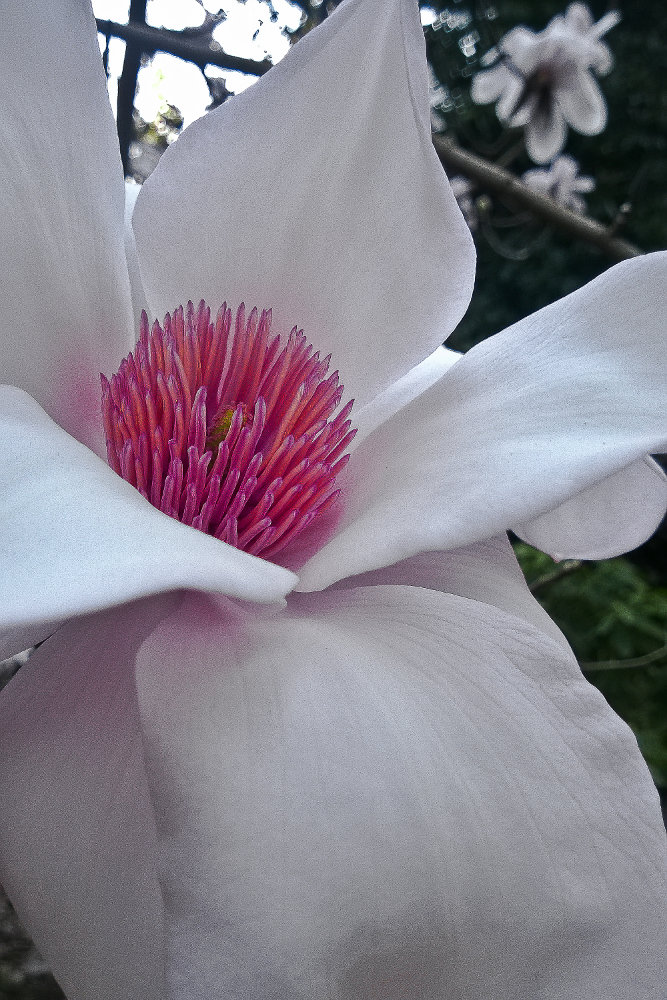 2 Quote A Flower Daily - Magnolia Robusta Macro