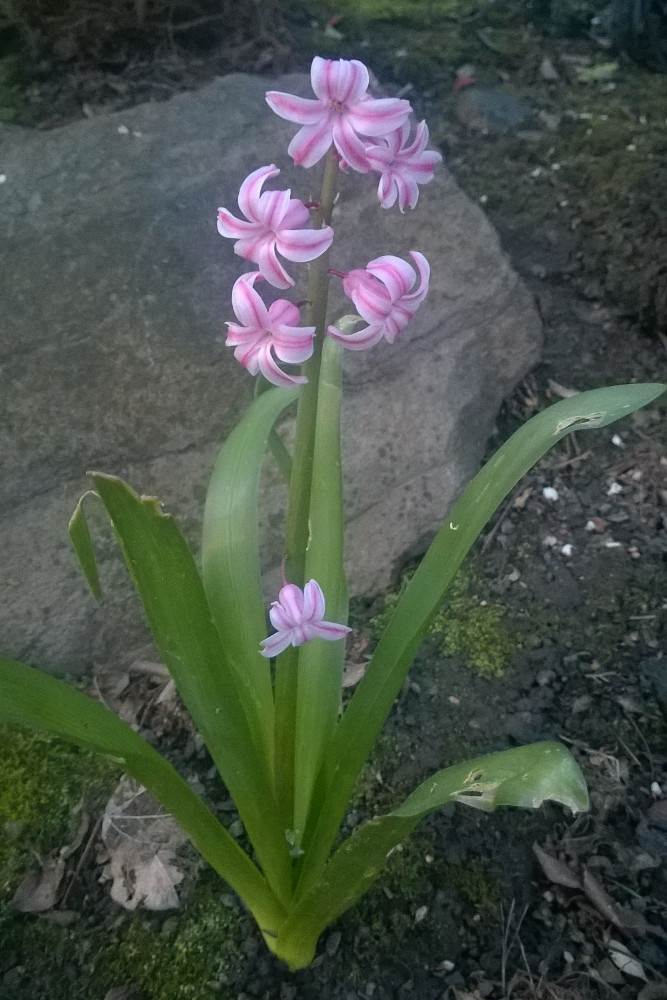 2 Quote A Flower Daily - Mystery Flower