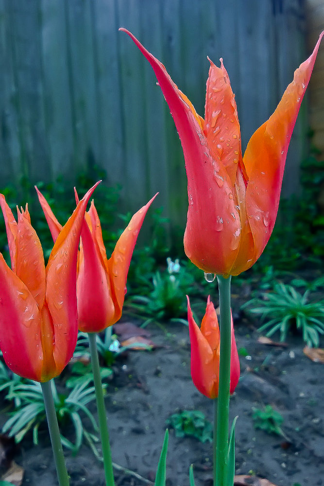 2 Quote A Flower Daily - Orange Tulip