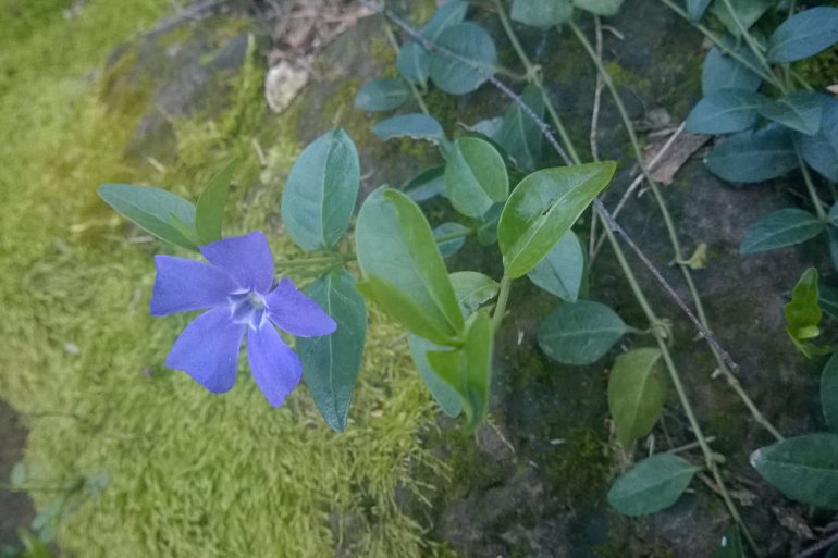 2 Quote A Flower Daily - Periwinkle