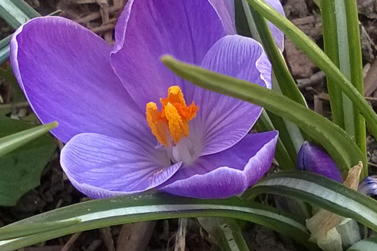 2 Quote A Flower Daily - Purple Crocus