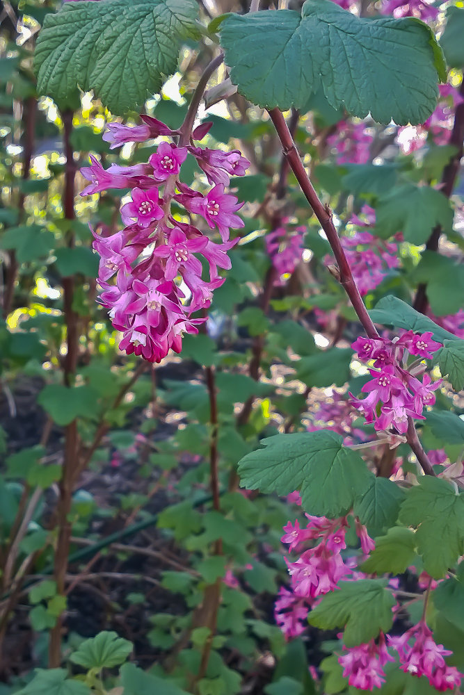 2 Quote A Flower Daily - Red Currant