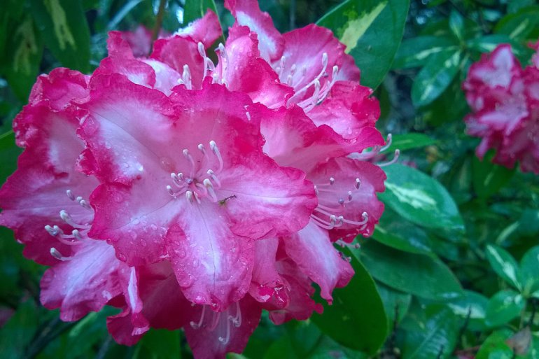 2 Quote A Flower Daily - Rhododendron Bunch