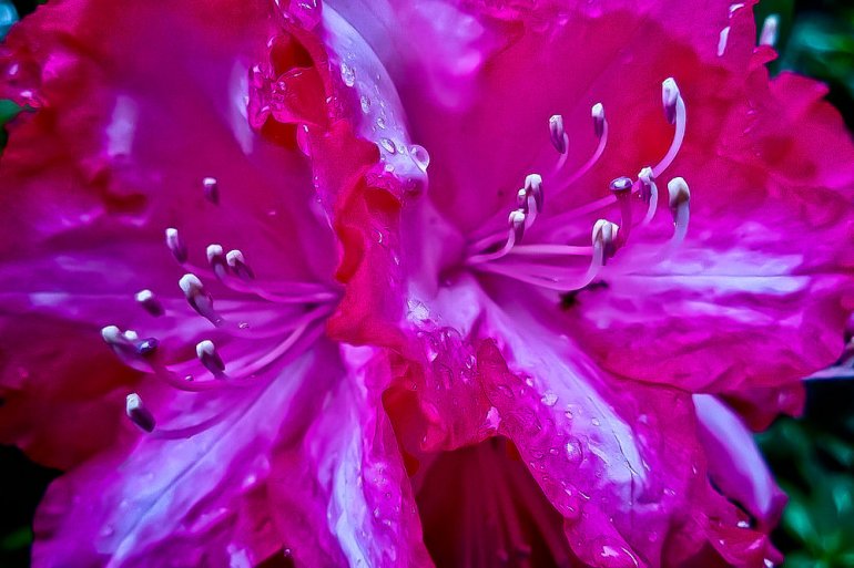 2 Quote A Flower Daily - Rhododendron Macro