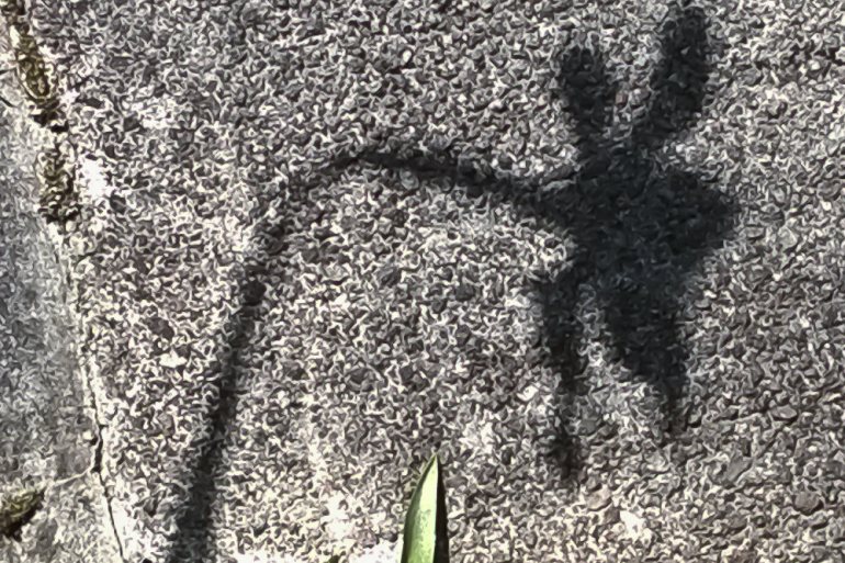 2 Quote A Flower Daily - Shadow Flower