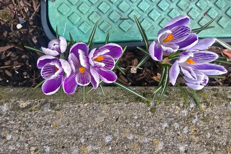 2 Quote A Flower Daily - Six Crocus