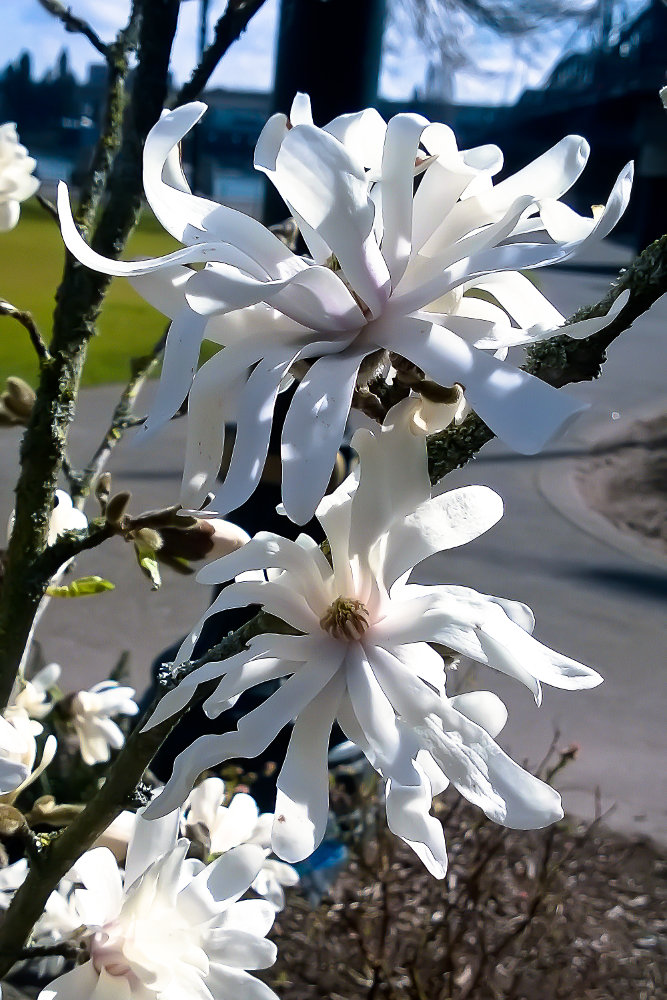 2 Quote A Flower Daily - Star Magnolias