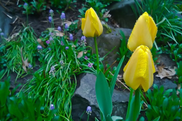 2 Quote A Flower Daily - Three Yellow Tulips