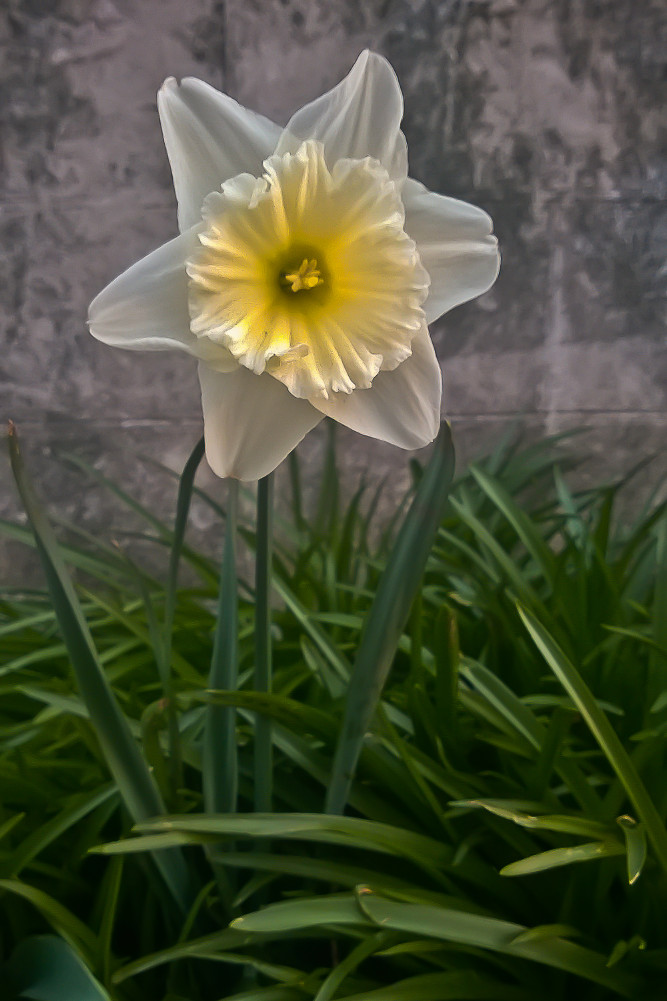 2 Quote A Flower Daily - Translucernt Daffodil