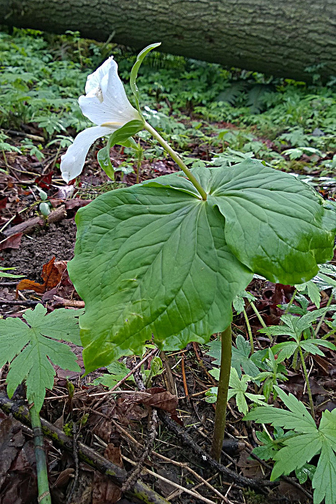 2 Quote A Flower Daily - Trillium Profile