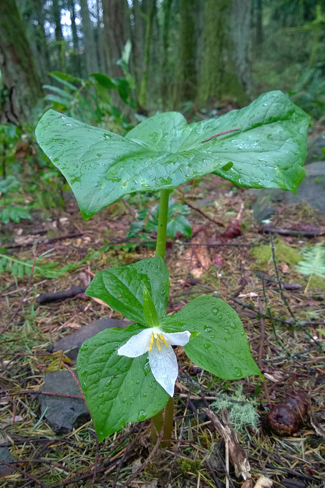 2 Quote A Flower Daily - Trillium Undercover