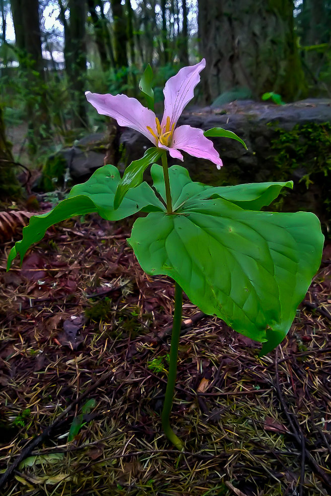 2 Quote A Flower Daily - Trillium