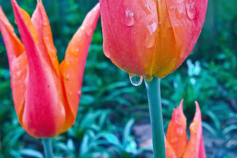 2 Quote A Flower Daily - Tulip Water