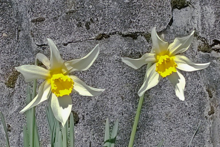 2 Quote A Flower Daily - Two Daffodils 01