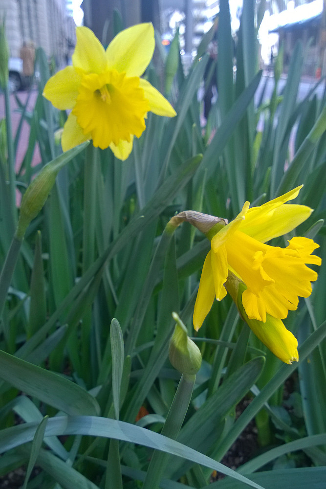 2 Quote A Flower Daily - Two Daffodils