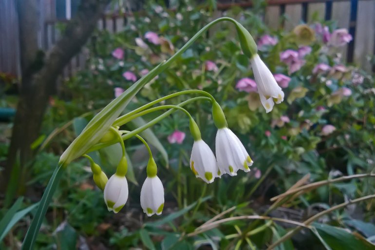 2 Quote A Flower Daily - Viridapice