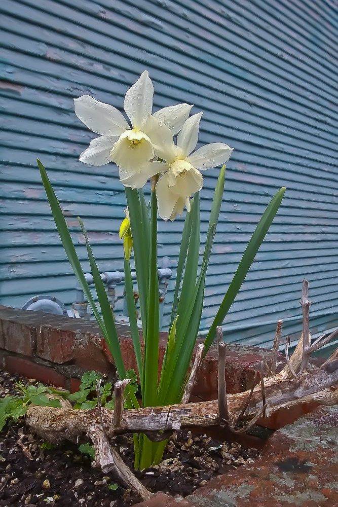 2 Quote A Flower Daily - White Daffodil